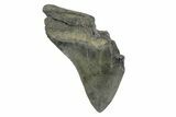 Bargain, Fossil Megalodon Tooth - South Carolina #172161-1